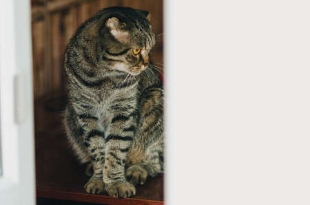 Scottish Fold Gray cat eared, at home.の写真素材
