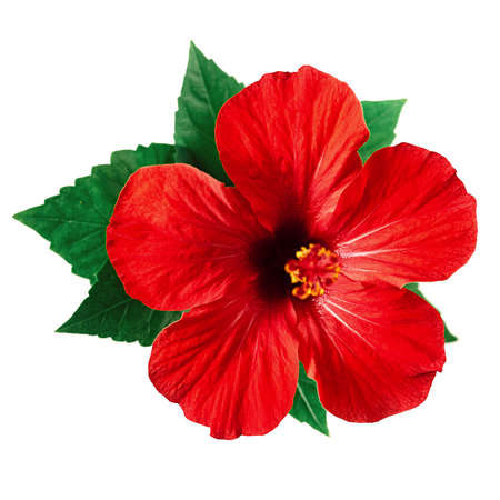 Red hibiscus flower isolated on white background with clipping pathの写真素材