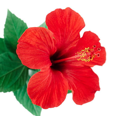 Red hibiscus flower isolated on white background with clipping pathの写真素材