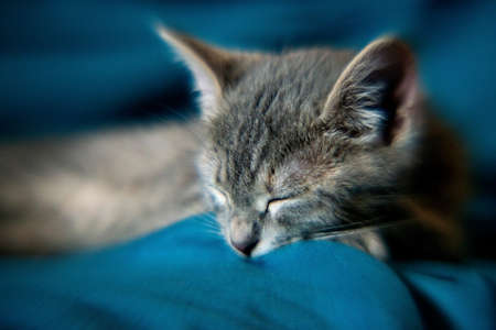 Beautiful gray little cat on the sofa. Shallow depth of field, bokeh, tilt shiftの写真素材