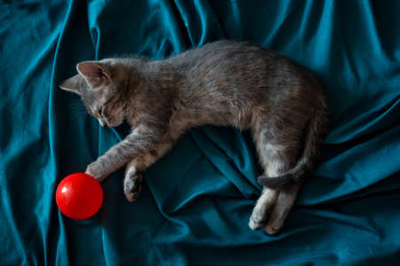 Beautiful gray little cat sleeping on the couch with a red ballの写真素材