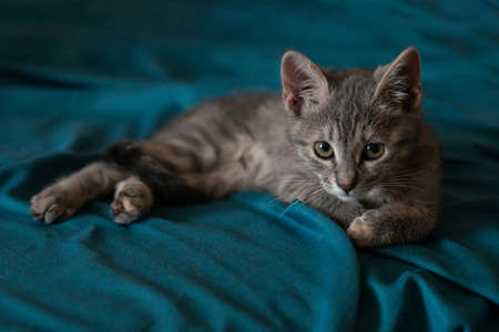 Beautiful gray little cat on the sofaの写真素材