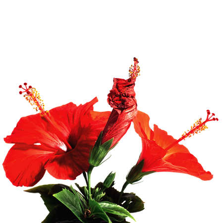 Three red hibiscus, one wilted, isolated on white backgroundの写真素材