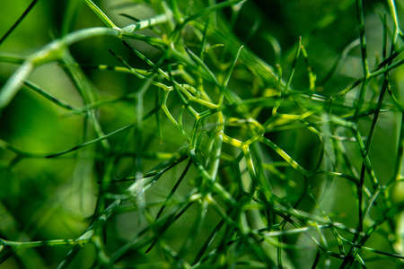 Small grape snail on green dill stalksの写真素材