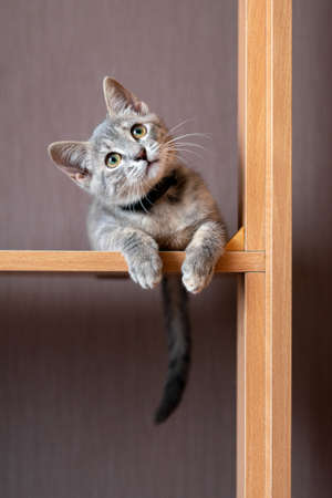 Funny gray kitten sitting on top of furniture. The kitten is looking at the camera. Shallow depth of fieldの写真素材