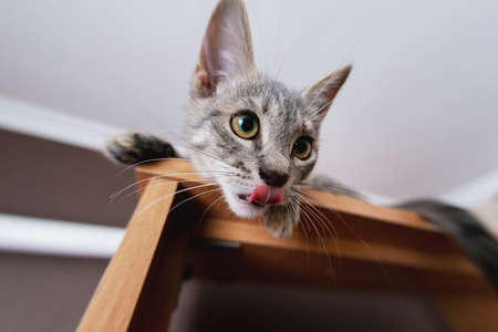 Kitten shows tongue. The cat stuck out his tongue. Funny gray kitten. The kitten is looking at the camera. Shallow depth of field. extra wide viewing angleの写真素材