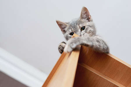 Funny gray kitten sitting on top of furniture. The kitten is looking at the camera. Shallow depth of fieldの写真素材