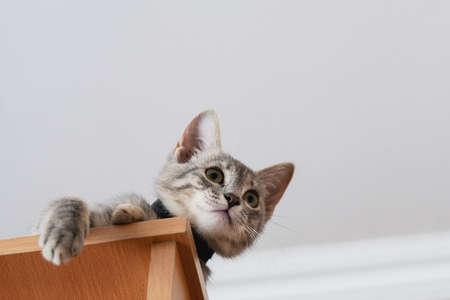 Funny gray kitten sitting on top of furniture. The kitten is looking at the camera. Shallow depth of fieldの写真素材