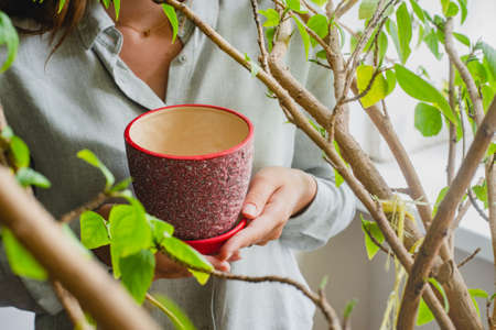 pot for indoor plants in female handsの写真素材