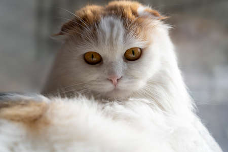Beautiful white fluffy fold cat looks into the camera. shallow depth of field. Copyspace.の写真素材