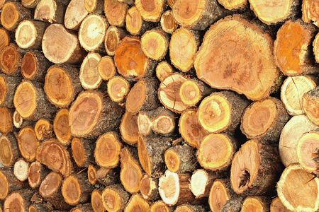Sawn logs and wood prepared for use in construction or heatingの写真素材