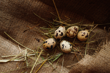 Fresh, raw eggs lie on the grass. Against the background of a tree. Texture of burlap. Organic background. Healthy eating. Easter compositionの写真素材