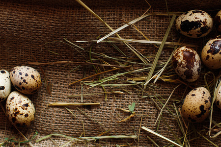 Fresh, raw eggs lie on the grass. Against the background of a tree. Texture of burlap. Organic background. Healthy eating. Easter compositionの写真素材