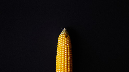 Golden corns on black background. Organic maize. Top viewの写真素材