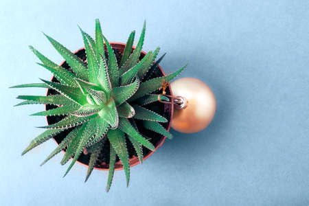 on a blue background is a pot with a plant (haworthia) on which a yellow New Year's ball hangs. view from above.の写真素材