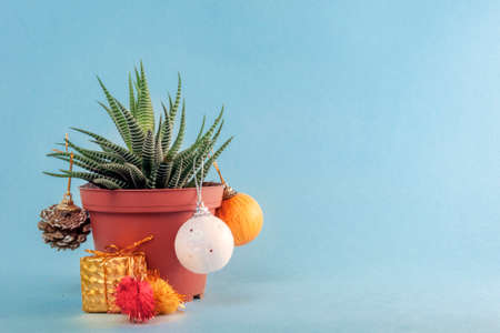 on a blue background is a pot of plants (haworthia), decorated like a Christmas tree.の写真素材