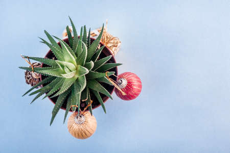 on a blue background is a pot of plants (haworthia), decorated like a Christmas tree.の写真素材
