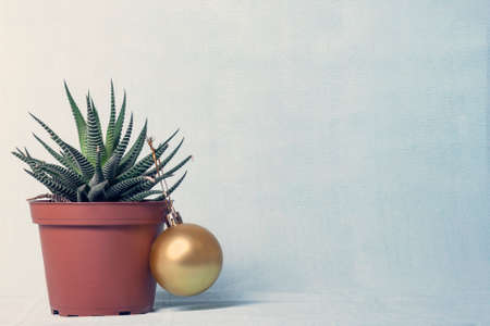 on a yellow-blue background there is a pot with a plant (haworthia), with a yellow ball hanging on it.の写真素材