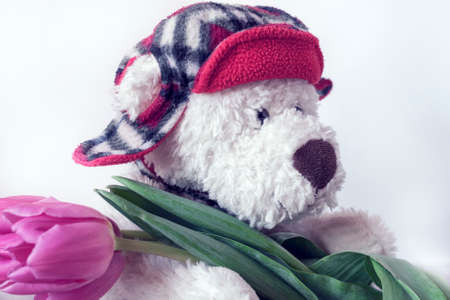 A white Teddy bear in a red hat with crimson tulips. Greeting card concept