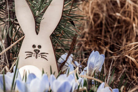 An Easter Bunny with an egg hides under a pine branch behind the blossoming crocuses. The concept of the Easter holidaysの写真素材
