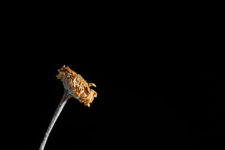 Dried yellow flower close-up on a black background.の写真素材