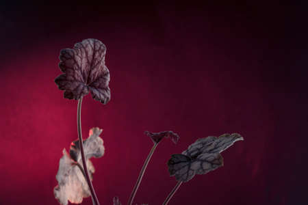 Geyhera leaves on a red background. Copy spaceの写真素材