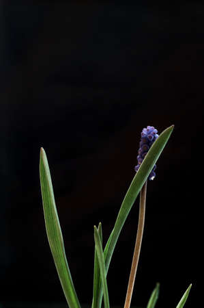 Blue flower on a black background. The vertical composition.