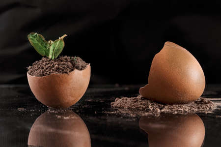 The concept of growth.From one half of a broken egg filled with earth, a young sprout sprouts.