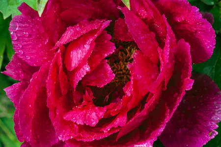 Red peony after the rain. Macro photo. Backgrounds and textures.の写真素材