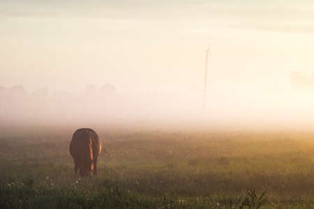 Horse in the fog in the morning sun. Rural landscapeの写真素材