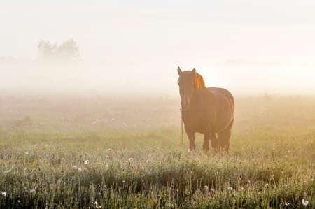 Horse in the fog in the morning sun. Rural landscapeの写真素材
