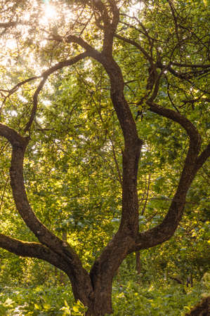 A tree of unusual shape in a city Park. Contour light. The tree resembles large antlers.