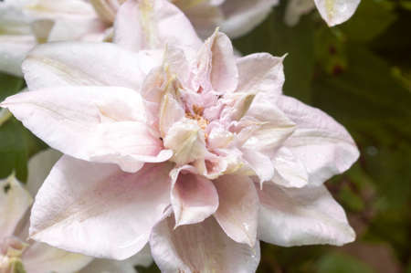 Soft pink clematis Innocent Blush with raindrops on the petals. The flowers in the garden, backgrounds, close-up.の写真素材