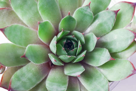 Macrophotography of plants of the Sempervivum family of the Big Sam series. Name Chrome Greenの写真素材