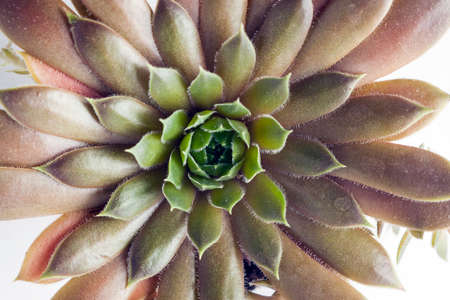 Macrophotography of plants of the Sempervivum family of the Big Sam series. Name Of Coral Greの写真素材