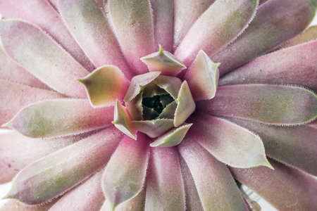 Macrophotography of plants of the Sempervivum family of the Big Sam series. The Name Pink Pomeloの写真素材