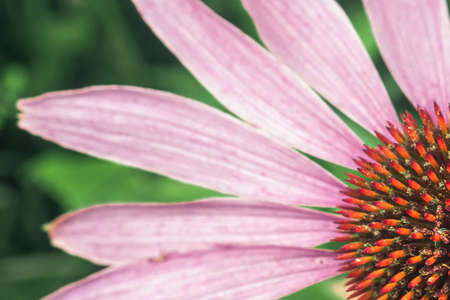 Echinacea purple. A perennial plant of the Asteraceae family. Medicinal flower to enhance immunity. Selective focus. Augustの写真素材