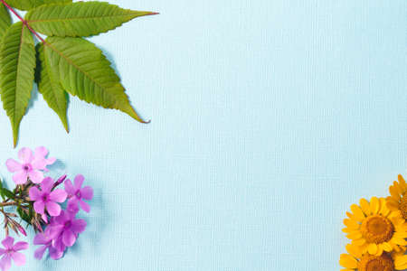 On a textured blue background, green sumac leaves, pink Phlox flowers and yellow navel flowers .....