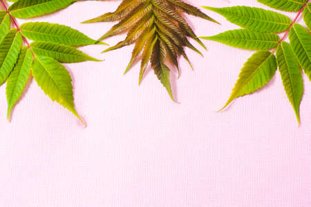 The leaves of poison ivy on a pink textured background. The leaves are located on top.の写真素材
