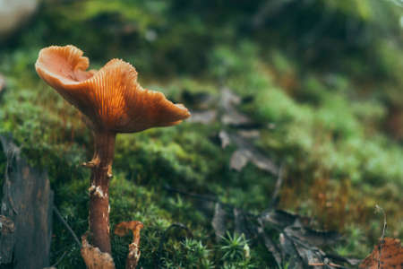 Macrophotography of an autumn mushroom. An open orange mushroom on a background of green moss.