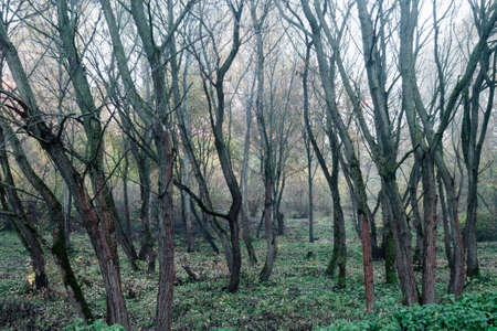 Autumn foggy landscape in a city Park. A mystical forest of moss-covered trees.