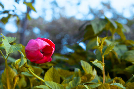 A tulip flower grows out of a thicket of grass.