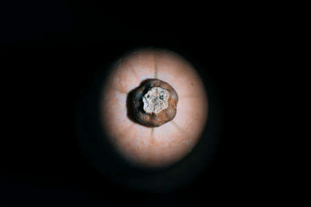 Photo of a pumpkin on a dark background. Top view.の写真素材