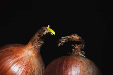 Photo of two bulbs on a dark backgroundの写真素材