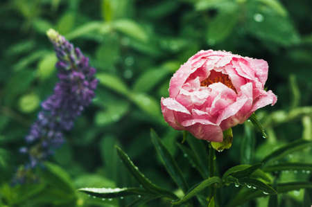 Pink peony with raindrops on the petals. Copy space.の写真素材