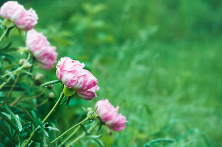 Pink peony with raindrops on the petals. Copy space.