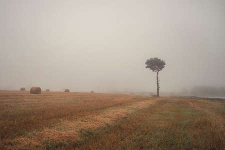 Rural landscape. There is a lone pine tree in the field in the fog.