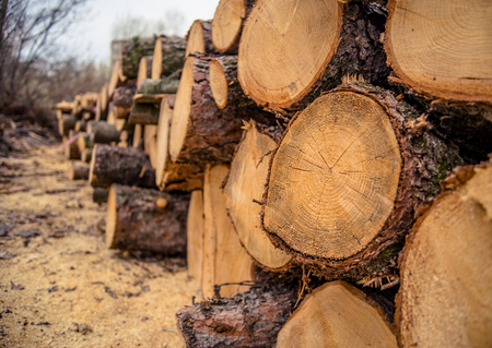 Pile of wood logs, logging in the pine forestの写真素材