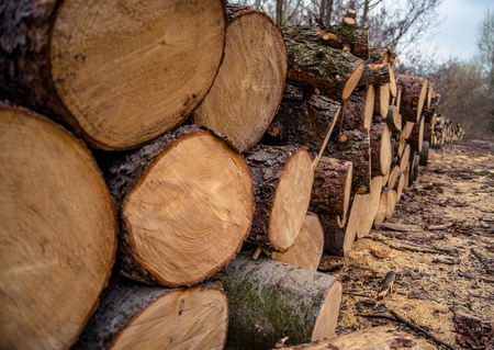 Pile of wood logs, logging in the pine forestの写真素材