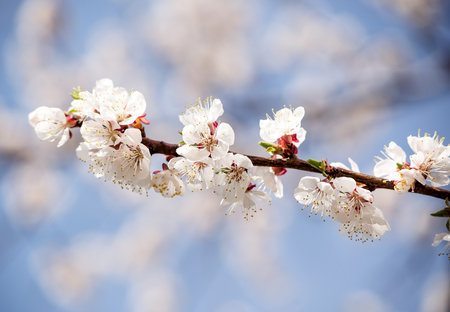 Apricot blossom in spring garden of Kyiv, Ukraineの写真素材
